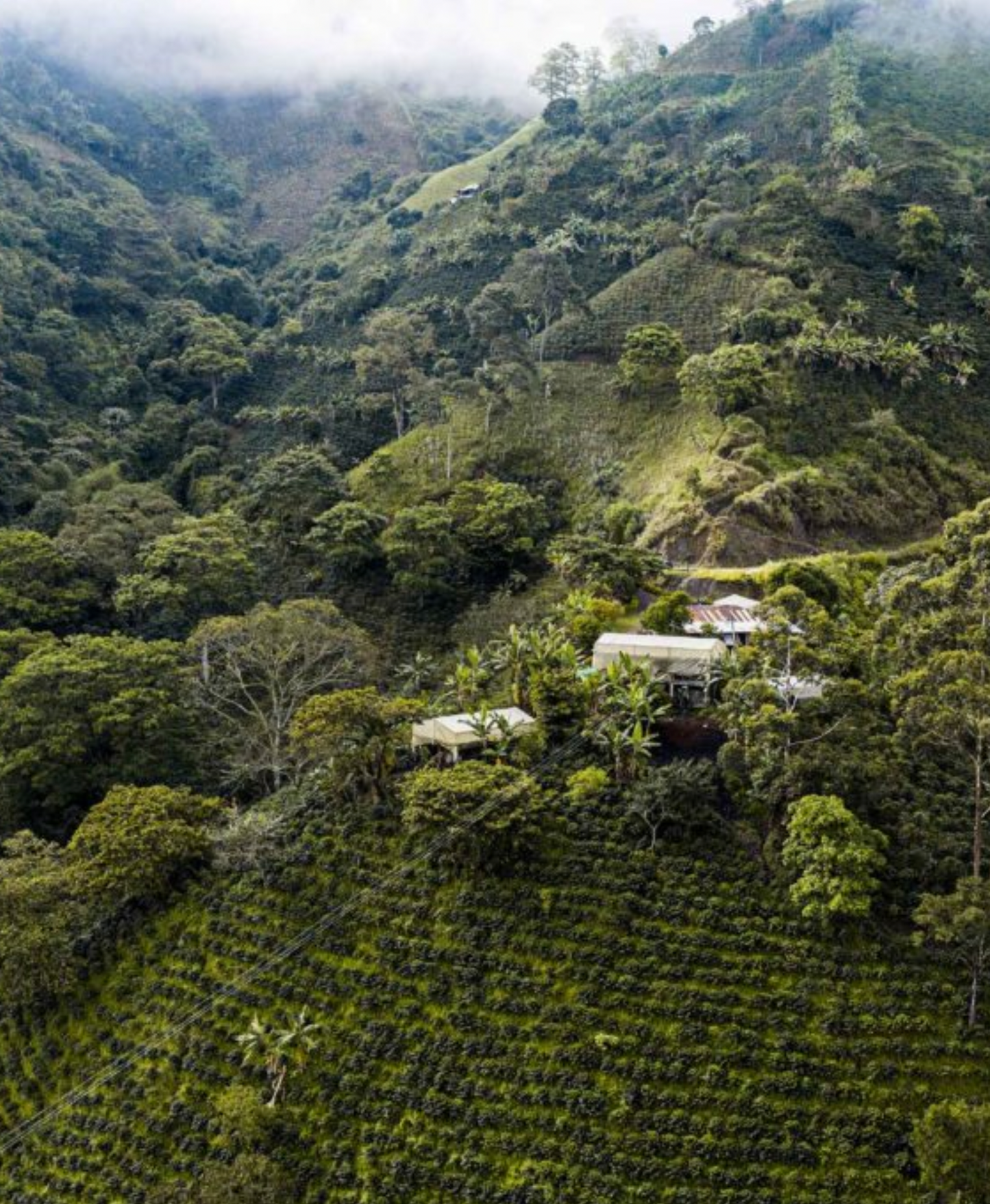 Martin Espresso - Single Origin Colombia