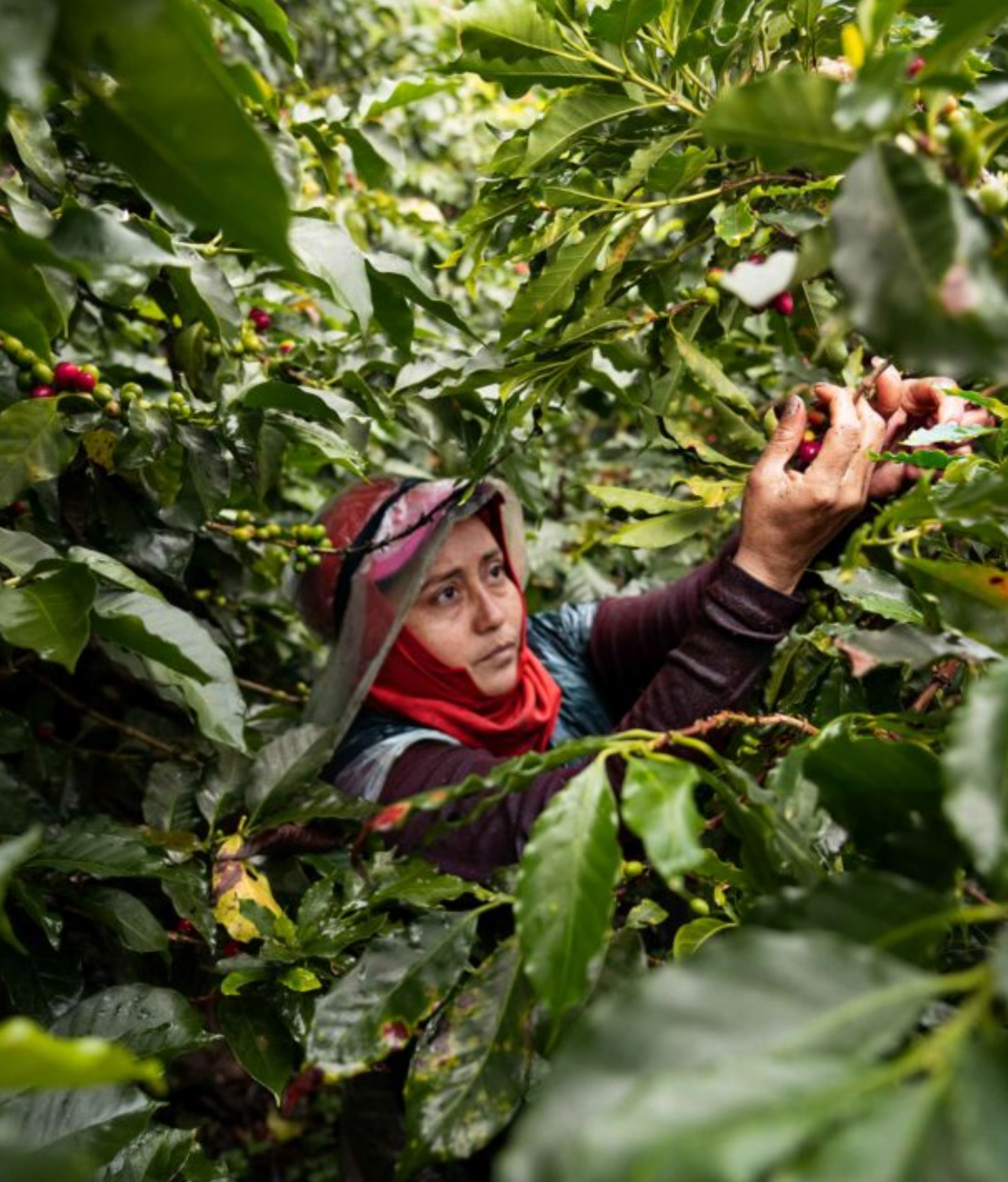 Martin Espresso - Single Origin Colombia