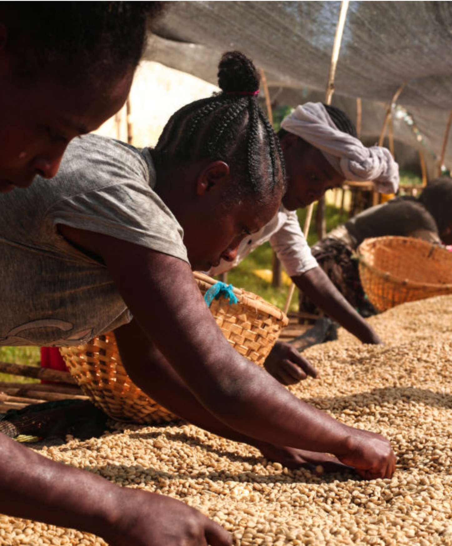 Dolly's Diamonds - Single Origin Ethiopia